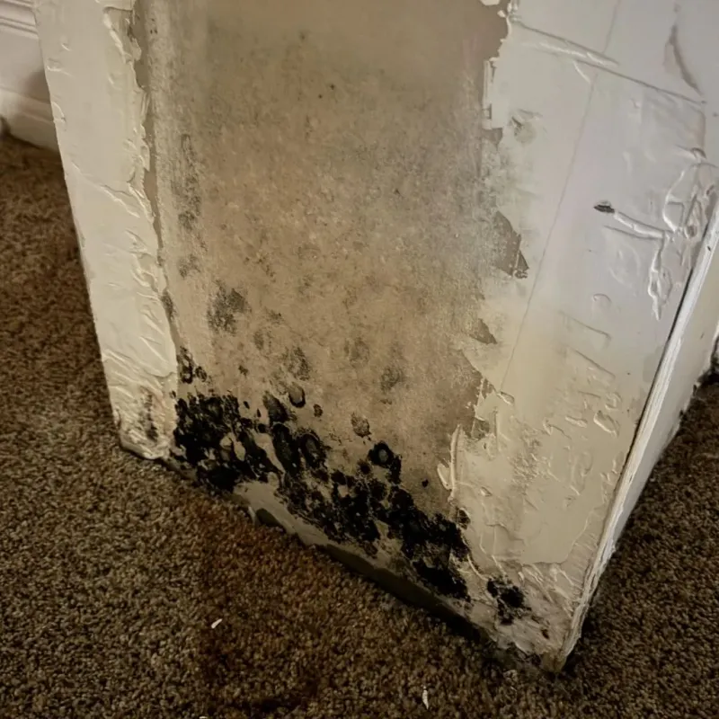 Professional Mold Removal in Booneville, KY